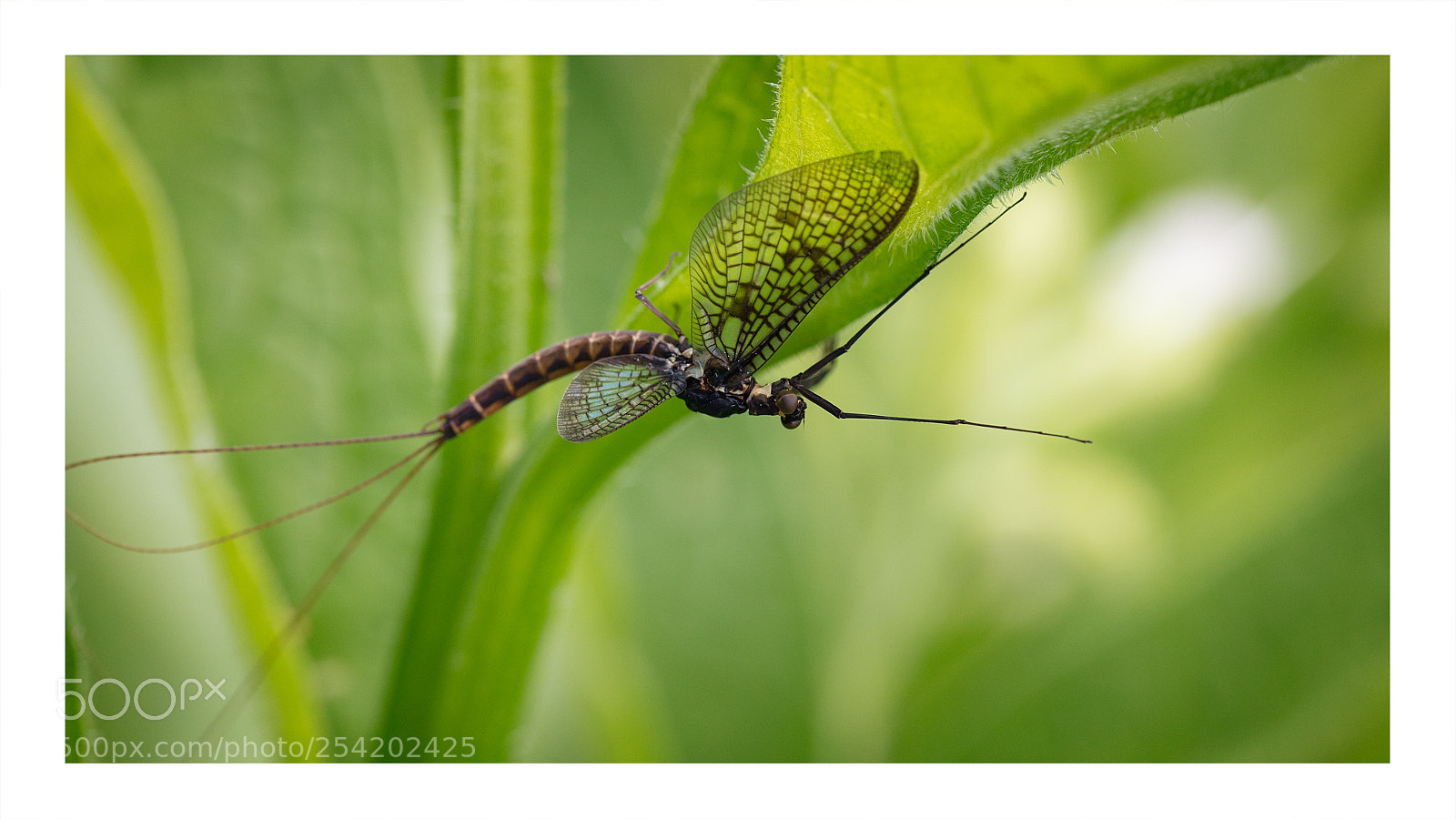 Canon EOS 5DS R sample photo. Eph m re. mayfly photography