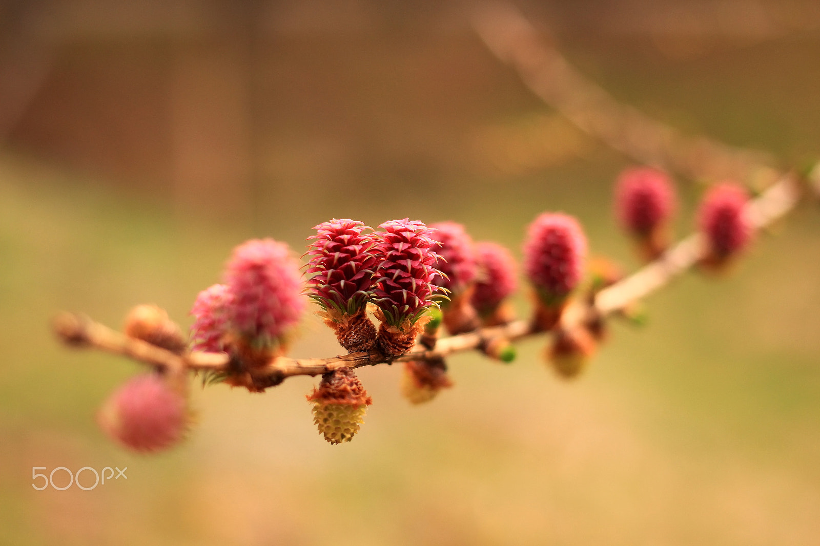 Canon EOS 650D (EOS Rebel T4i / EOS Kiss X6i) + Canon EF 40mm F2.8 STM sample photo. Love and blooming photography