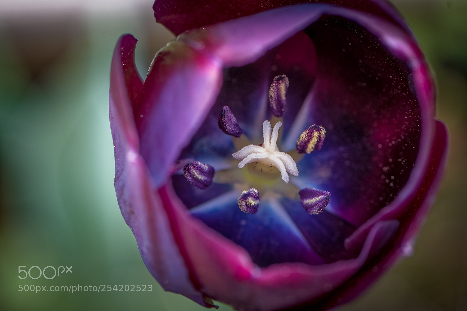Nikon D500 sample photo. Tulipe noire d'amsterdam photography