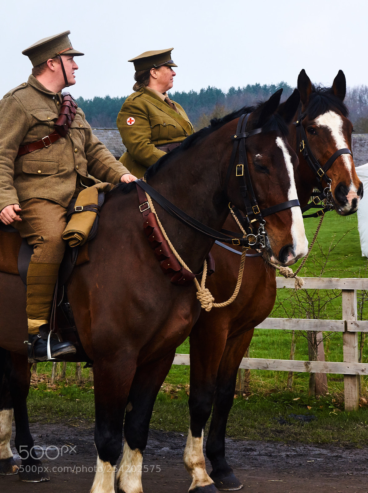 Sony SLT-A65 (SLT-A65V) sample photo. More horses and pals photography