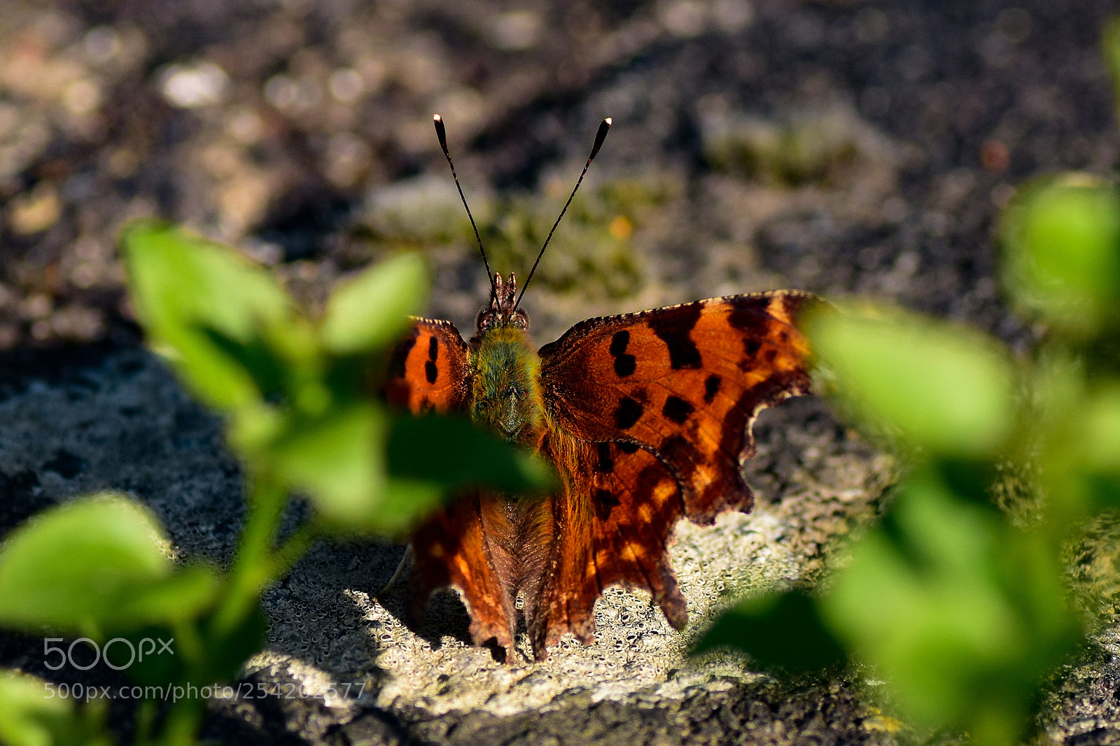 Nikon D5500 sample photo. First butterfly of the photography