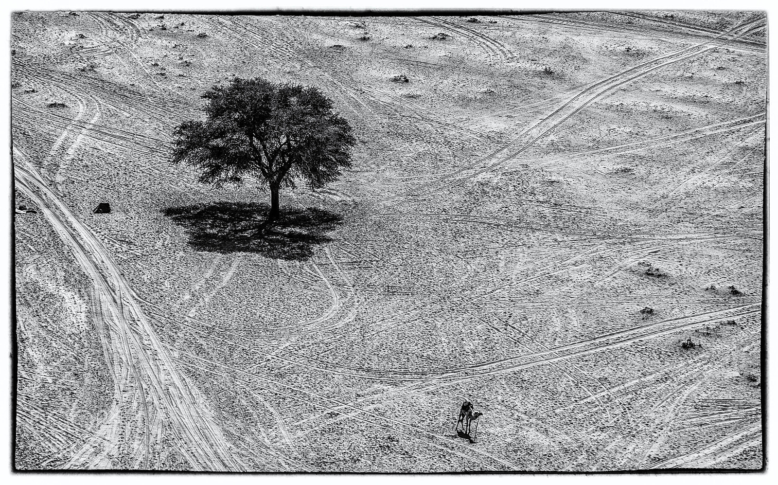 Nikon D7000 sample photo. The lone tree and photography