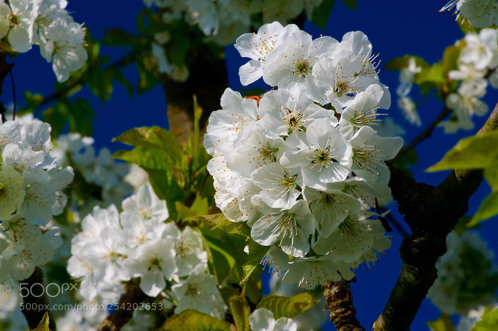 Pentax K-3 II sample photo. Cherry tree blooming photography