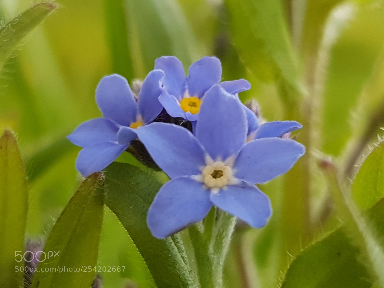 Samsung Galaxy S8 sample photo. Springflower photography