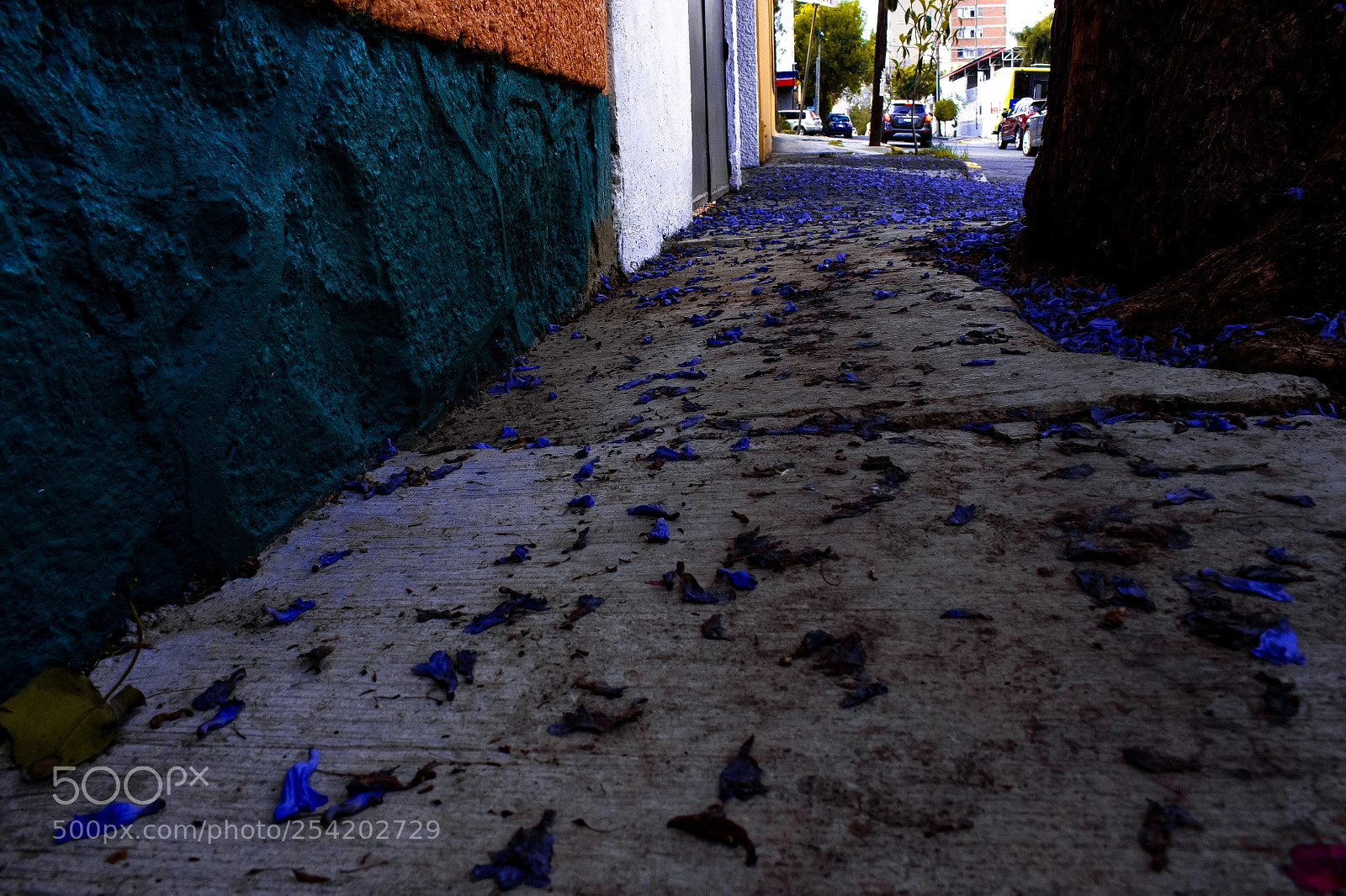 Canon EOS 700D (EOS Rebel T5i / EOS Kiss X7i) sample photo. Petals on the street photography