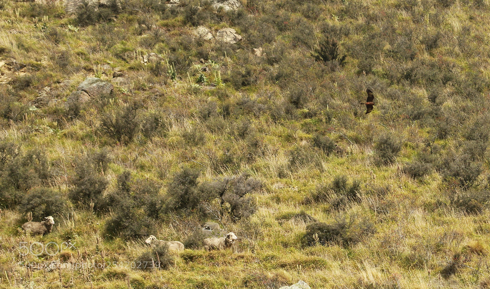 Canon EOS 7D Mark II sample photo. Camoflage ??? photography