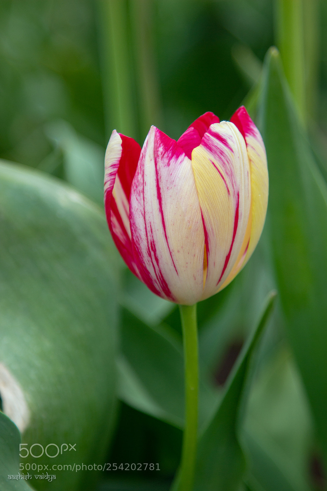 Canon EOS 600D (Rebel EOS T3i / EOS Kiss X5) sample photo. A tulip photography
