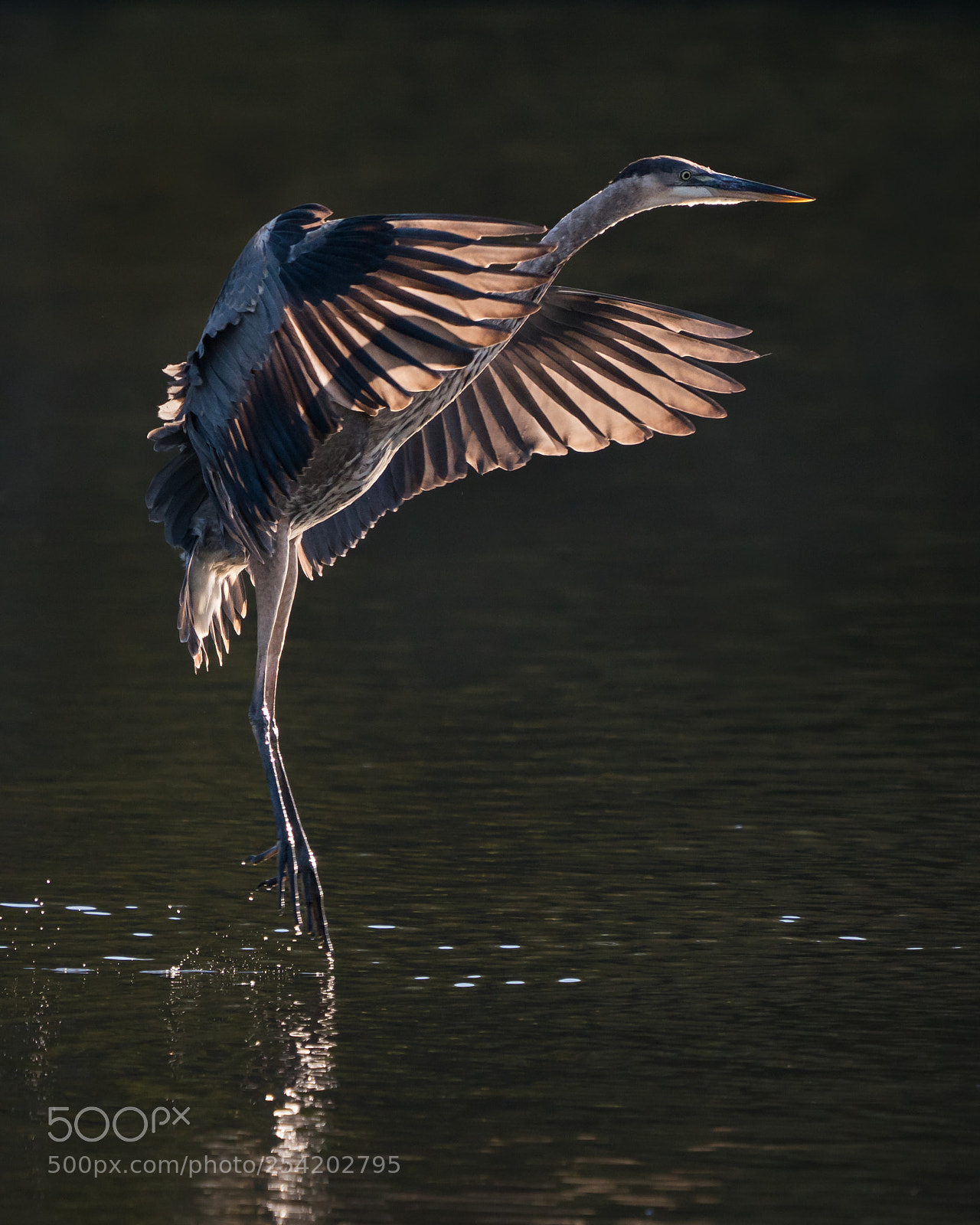 Sony a9 sample photo. Great blue heron in photography