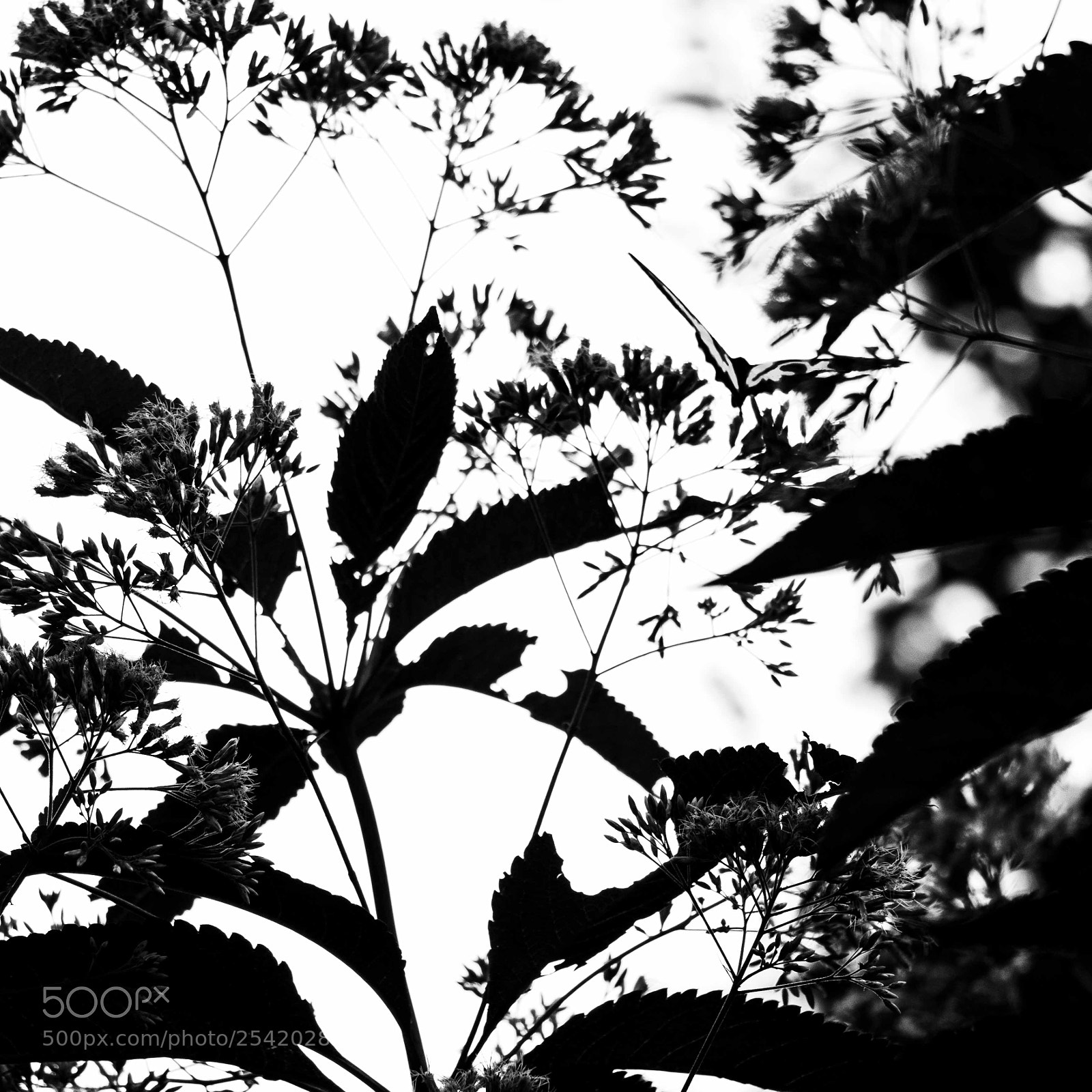 Canon EOS 70D sample photo. Black and white butterfly photography
