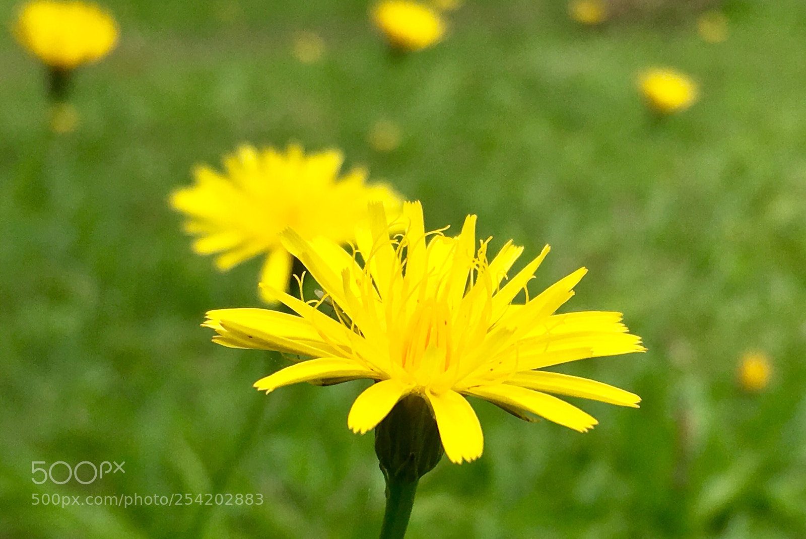 Apple iPhone 6s sample photo. Flowers are models everywhere photography
