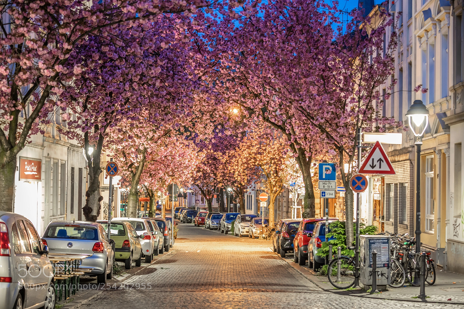 Canon EOS 5D Mark IV sample photo. Kirschblüte bonn 2018 photography