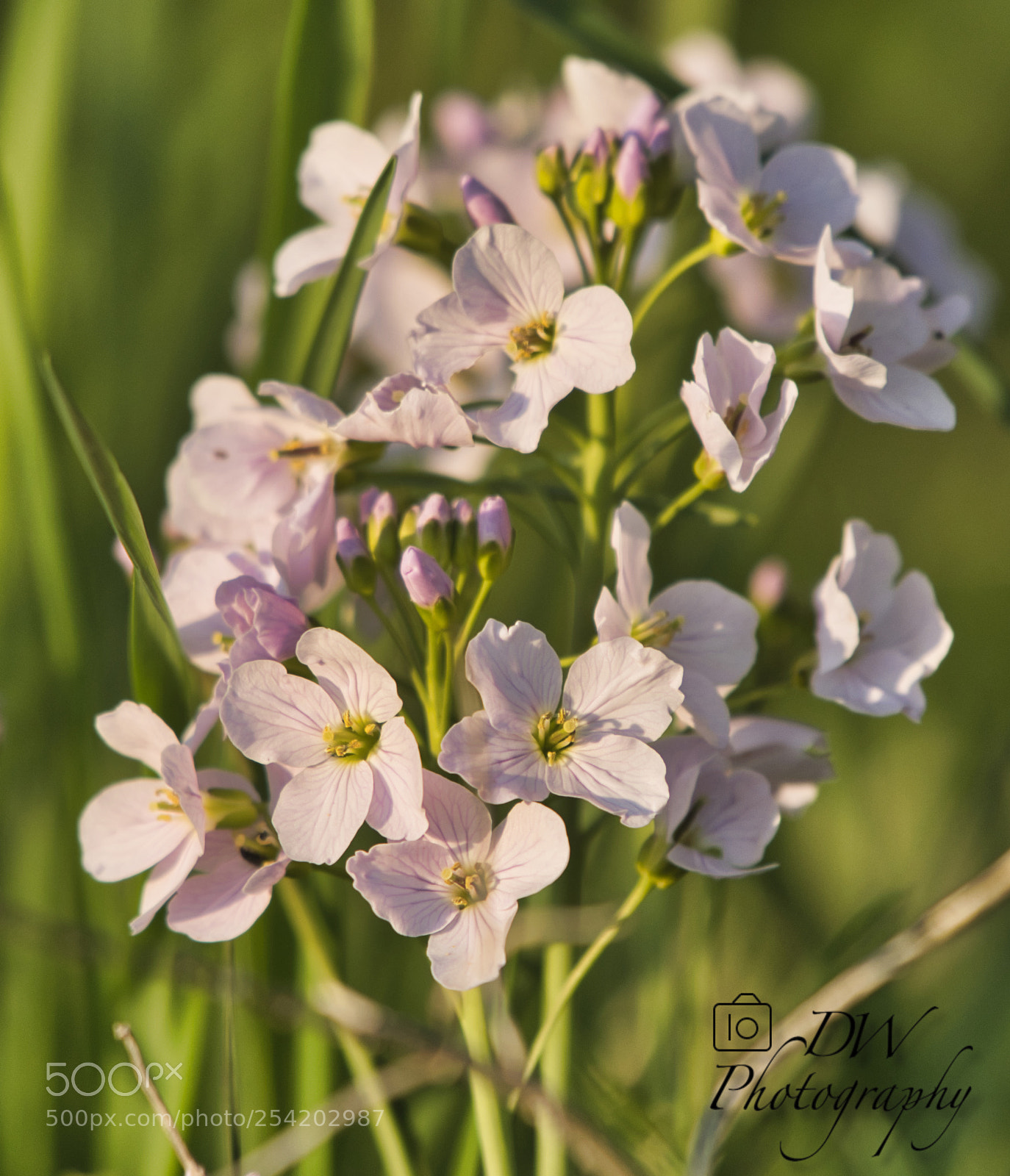 Nikon D500 sample photo. Spring photography
