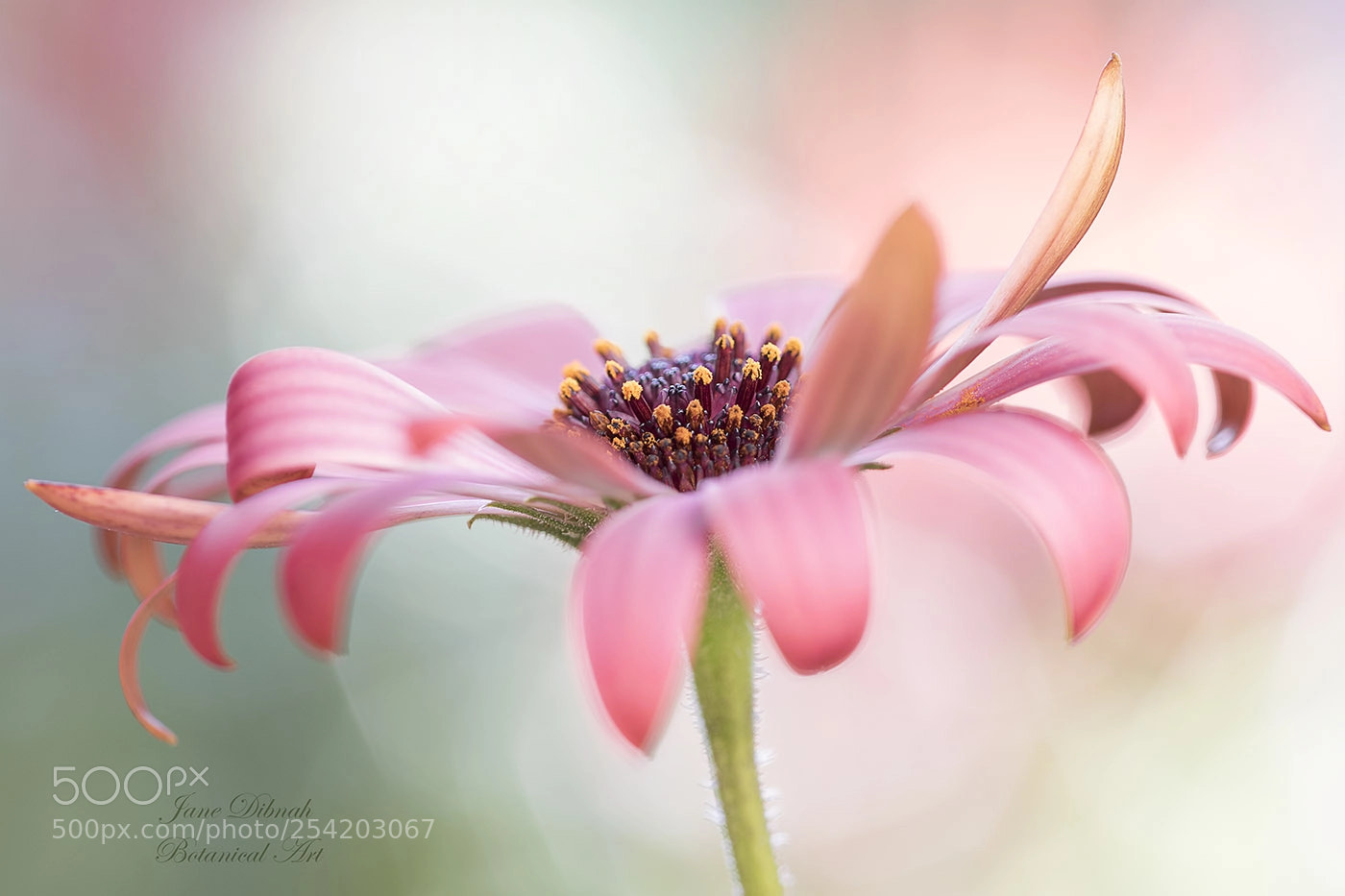 Canon EOS 7D Mark II sample photo. Osteosperum photography