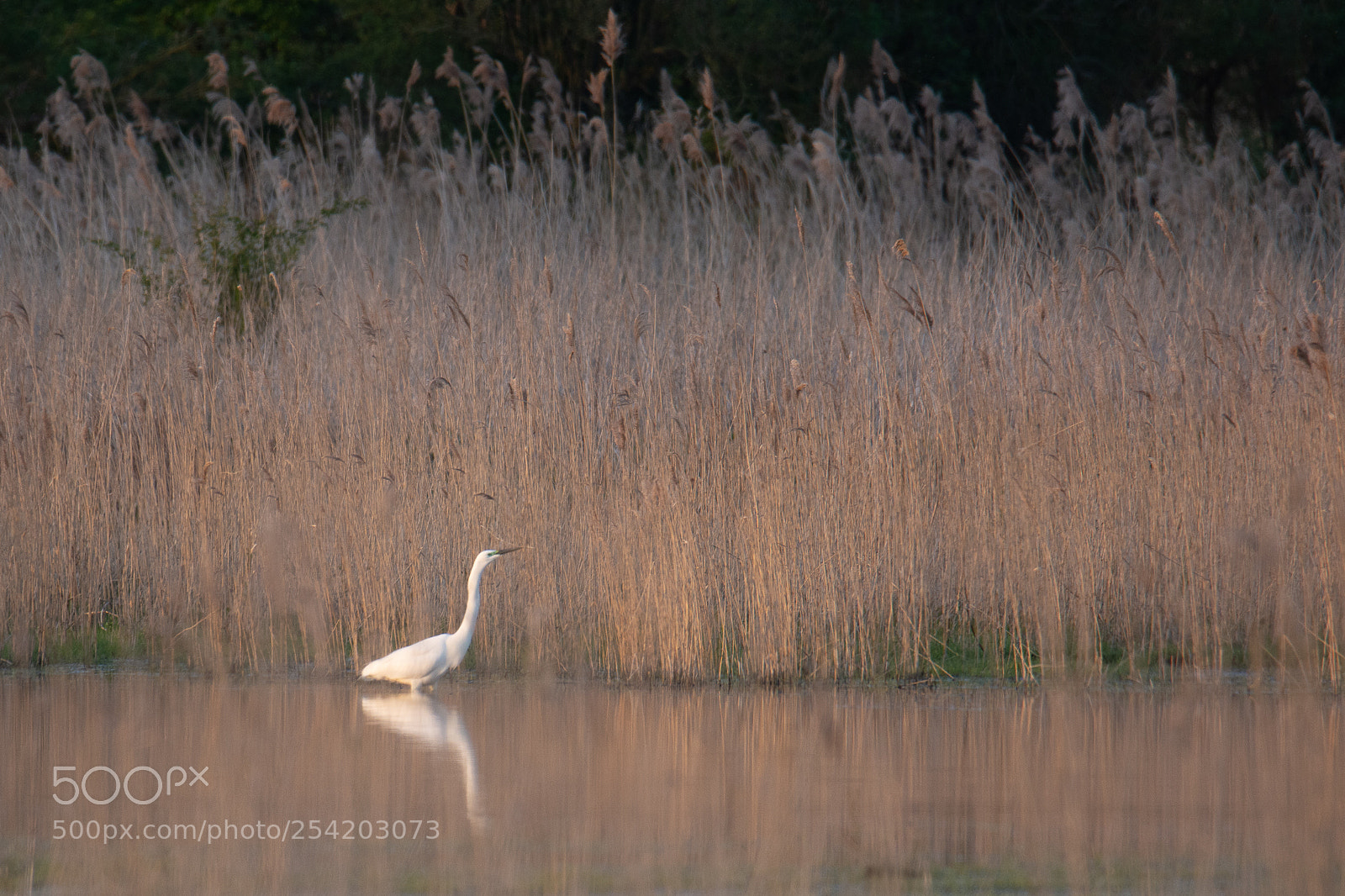 Nikon D7200 sample photo. Oostvaardersplassen sunset photography