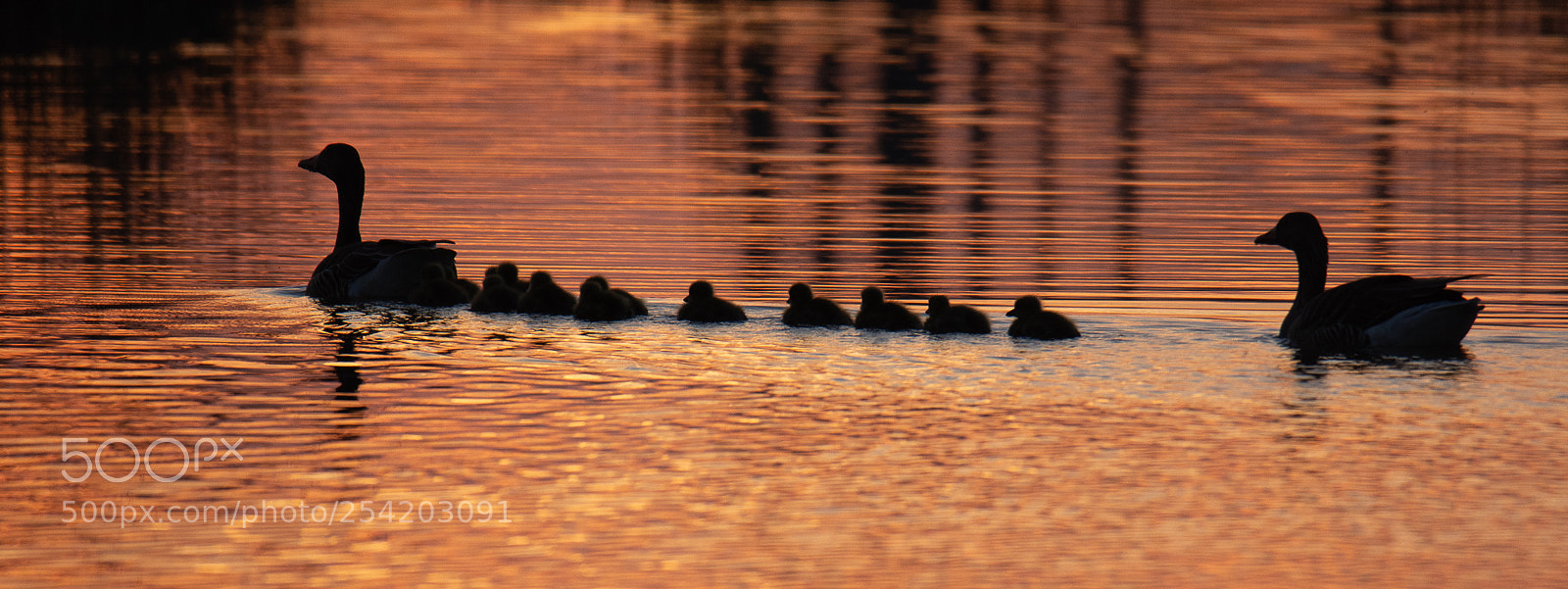 Nikon D7200 sample photo. Oostvaardersplassen sunset photography