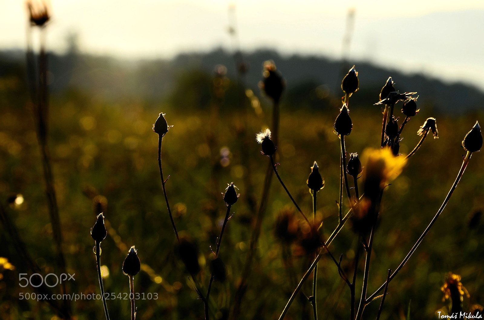 Nikon D5100 sample photo. The morning sun rays photography