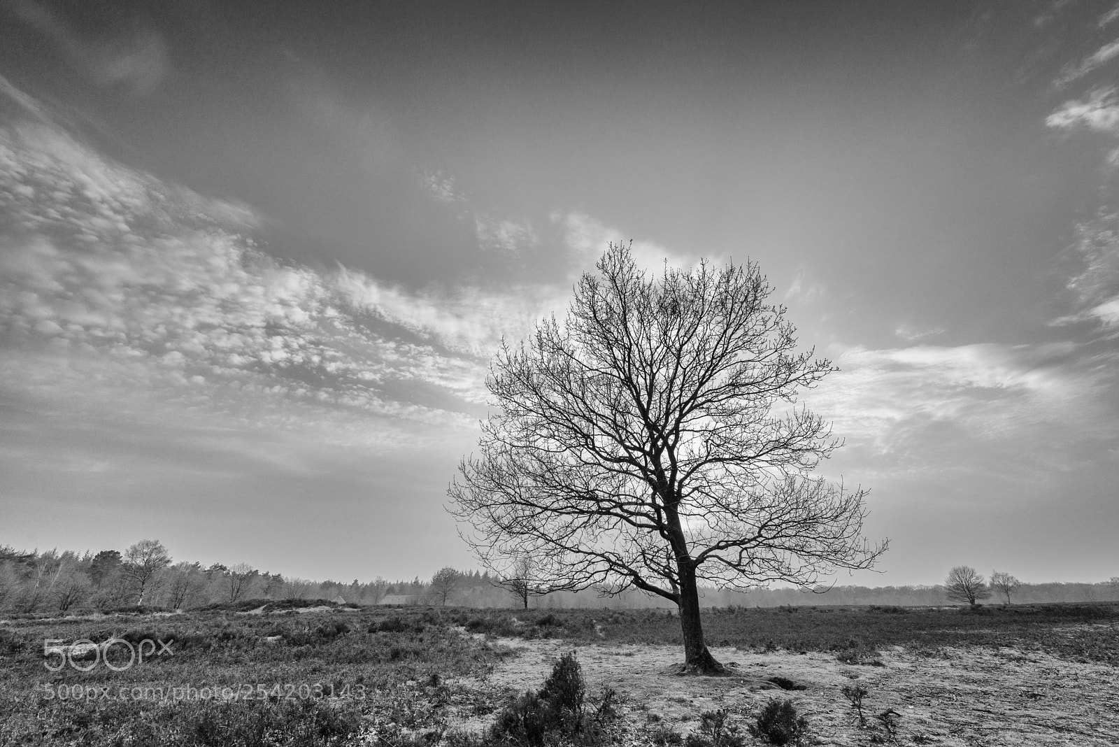 Nikon D610 sample photo. Heide bij ermelo photography