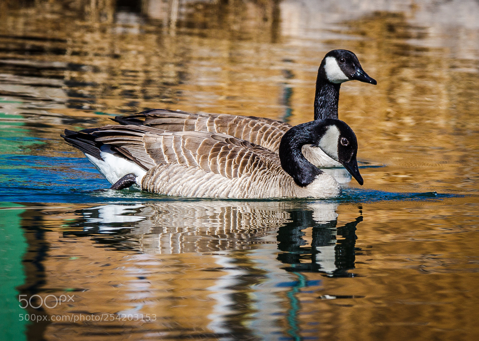 Canon EOS 50D sample photo. Geese reflecting photography