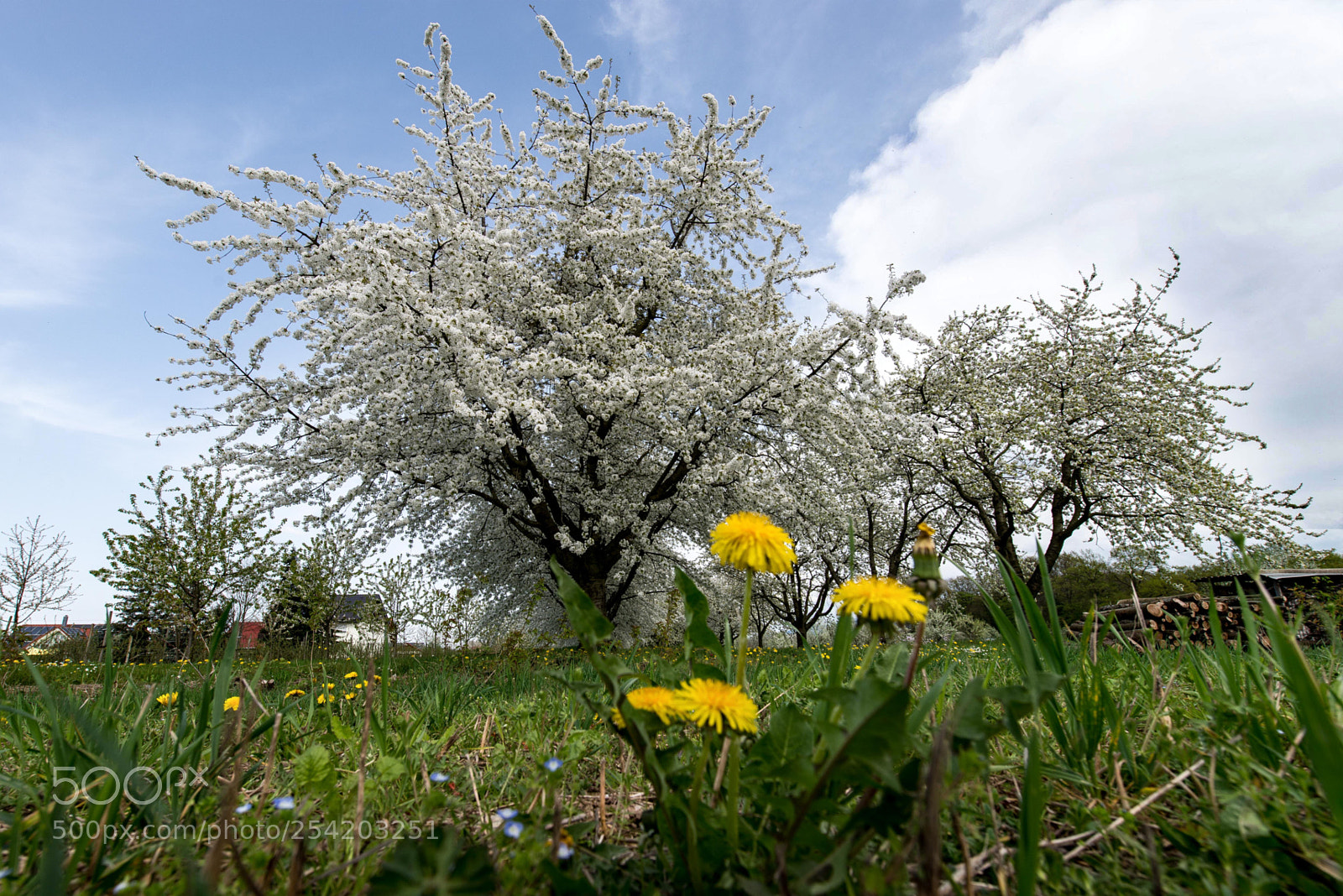 Nikon D610 sample photo. Frühling photography