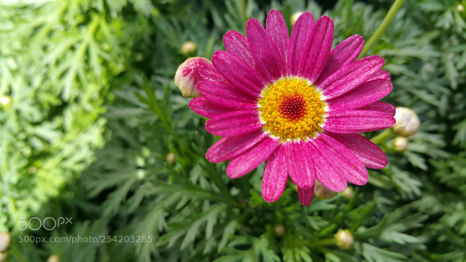 Samsung Galaxy Note4 sample photo. Primavera photography