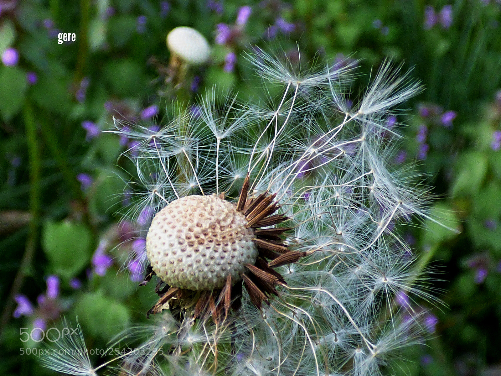 Panasonic DMC-FZ72 sample photo. Soffia photography