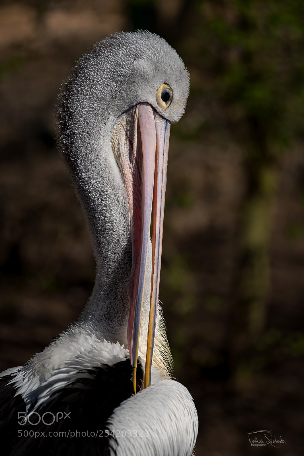 Nikon D750 sample photo. The american white pelican photography