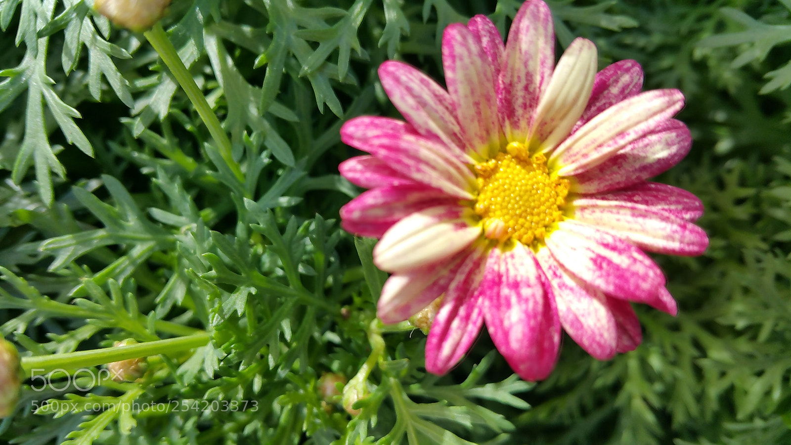 Samsung Galaxy Note4 sample photo. Primavera photography