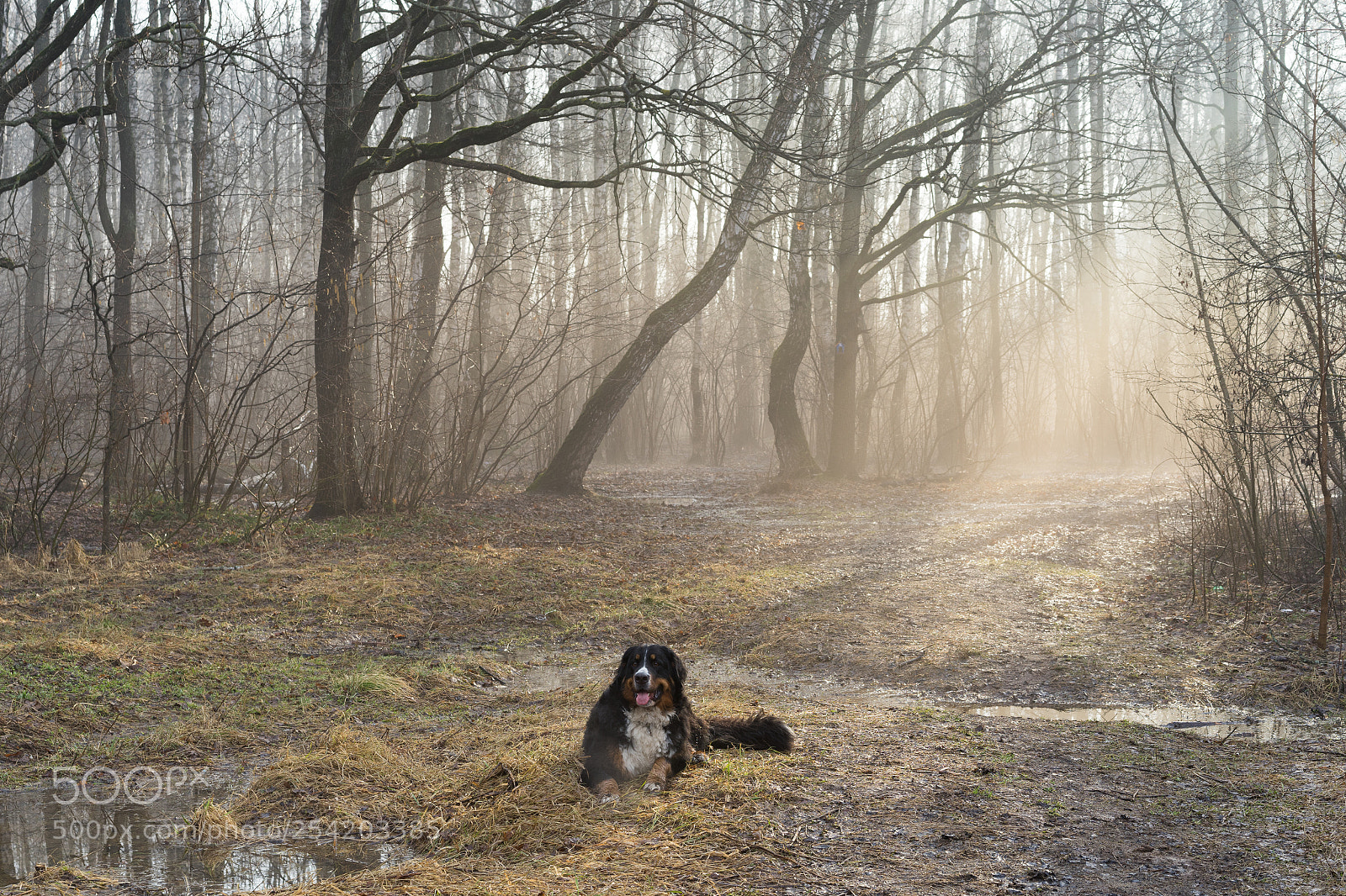 Sony a7 II sample photo. Bernese mountain dog in photography