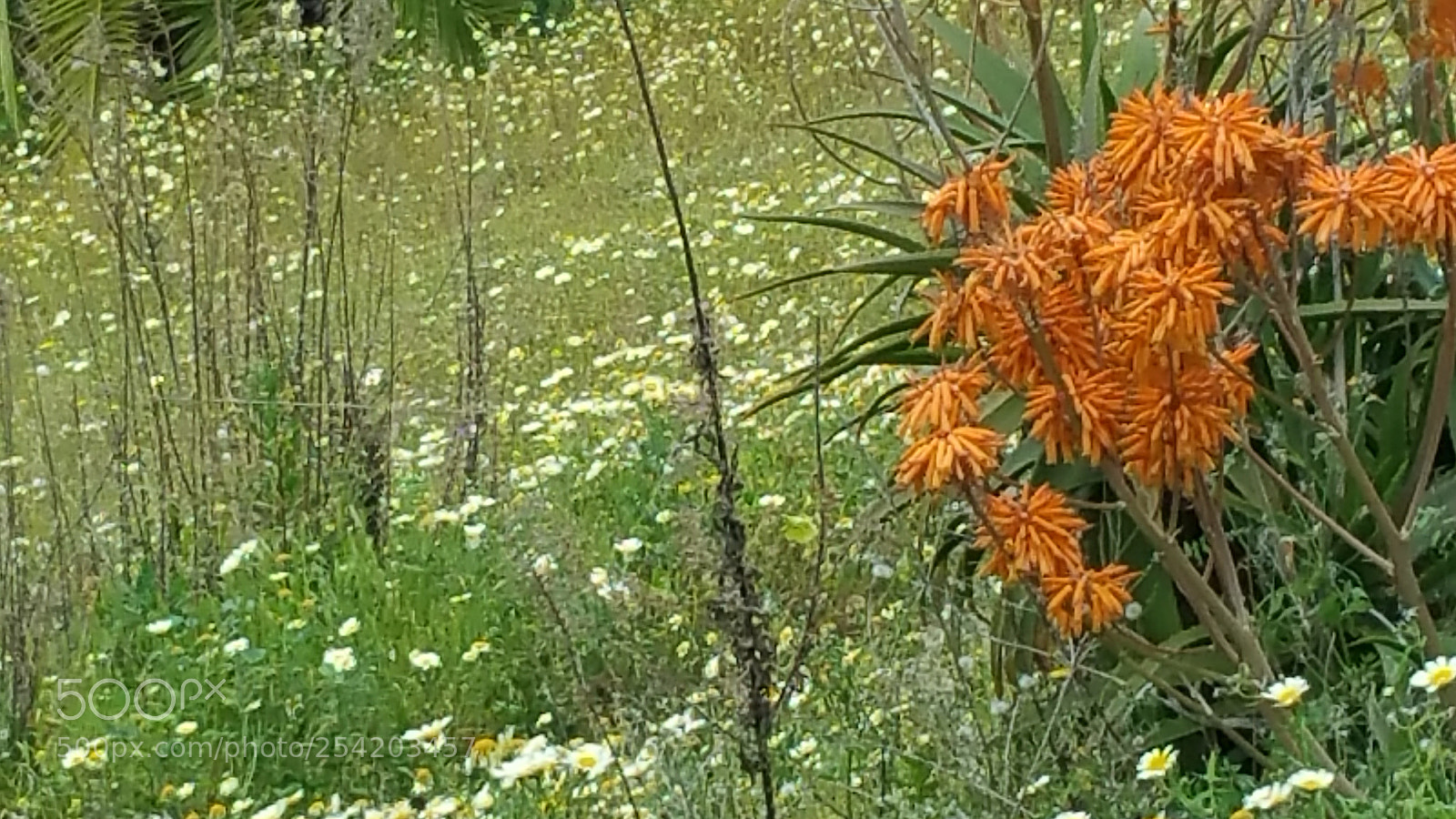 Samsung Galaxy Note4 sample photo. Primavera photography