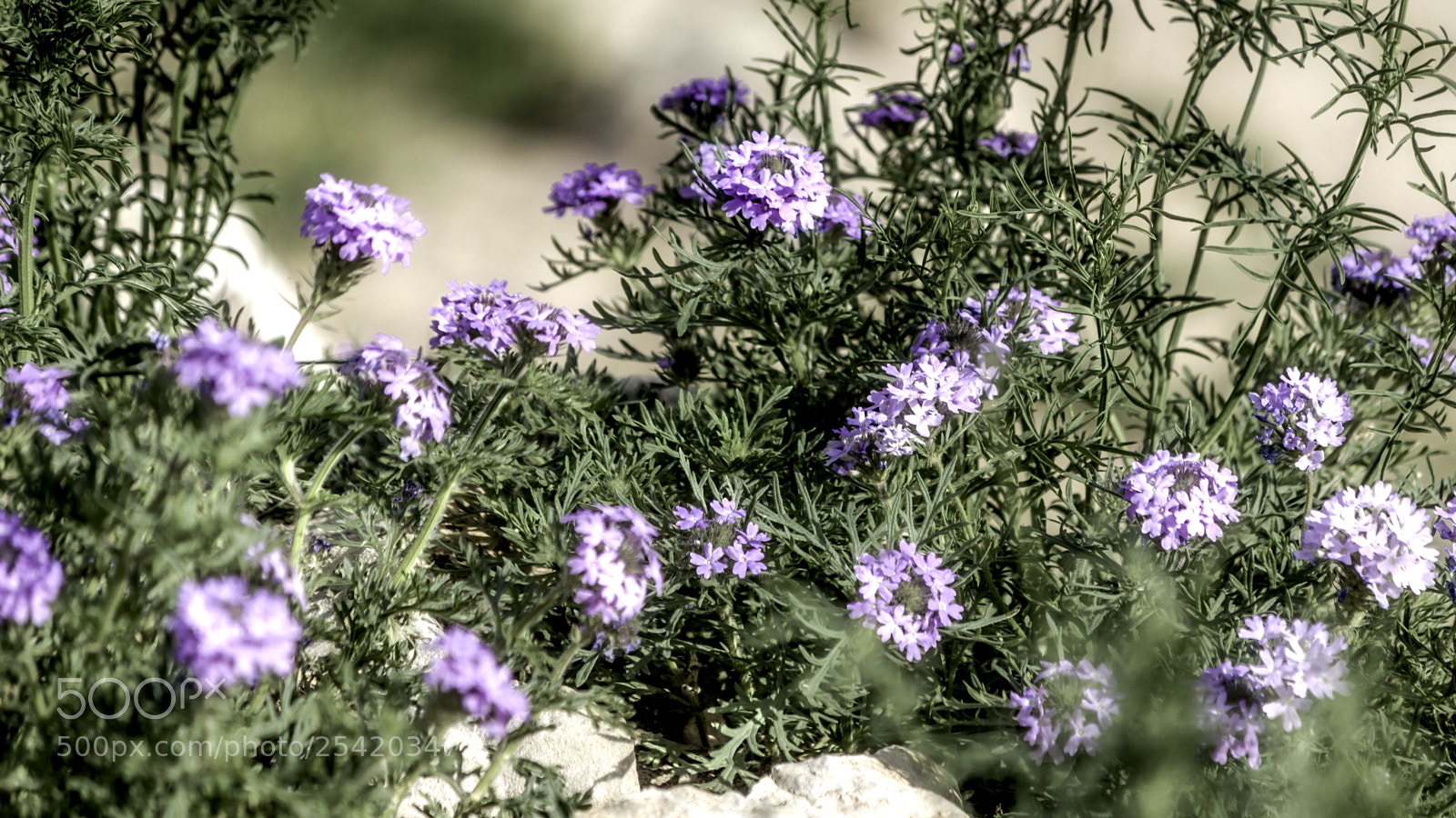 Canon EOS 650D (EOS Rebel T4i / EOS Kiss X6i) sample photo. Flowers photography
