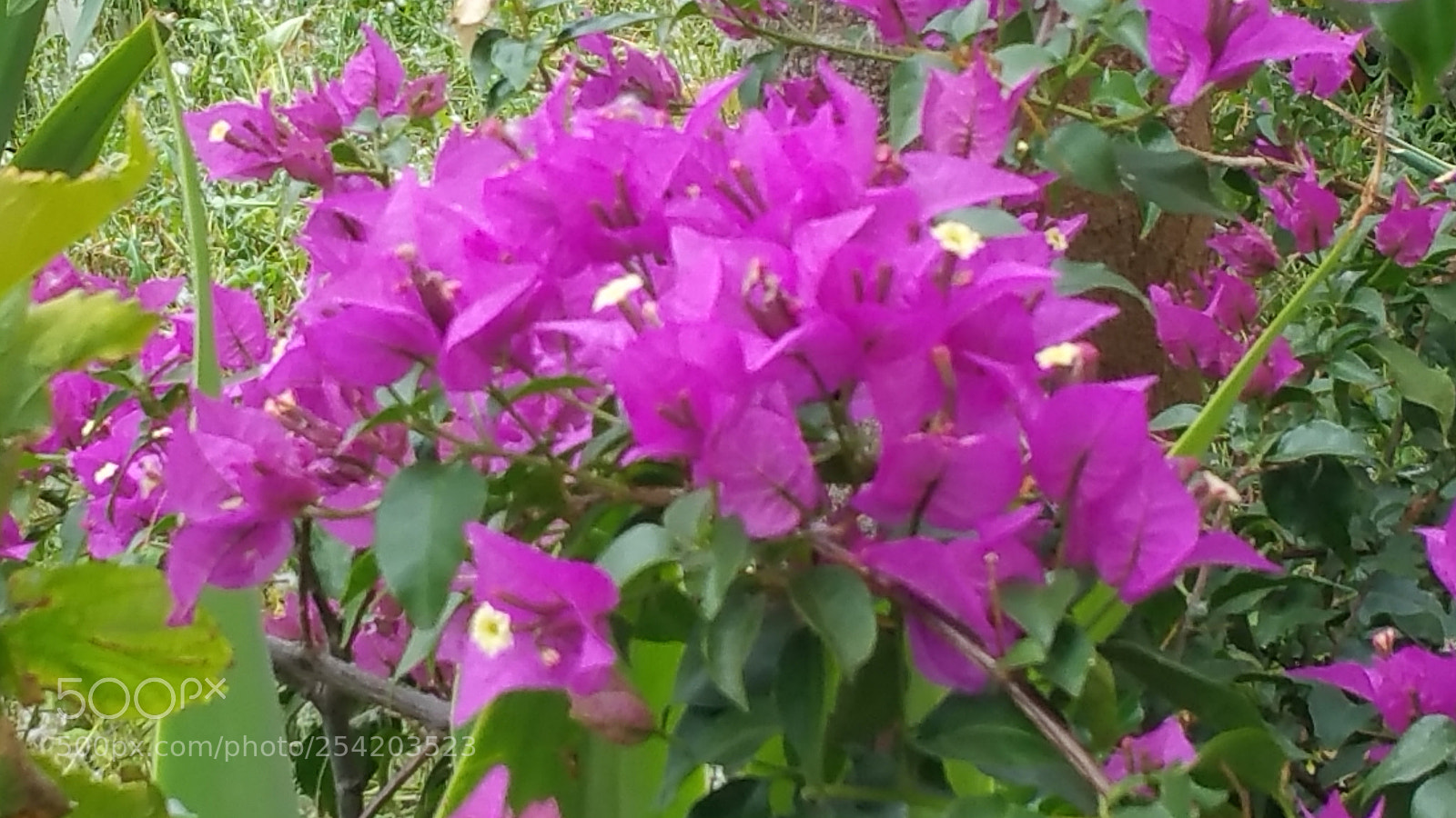 Samsung Galaxy Note4 sample photo. Primavera photography