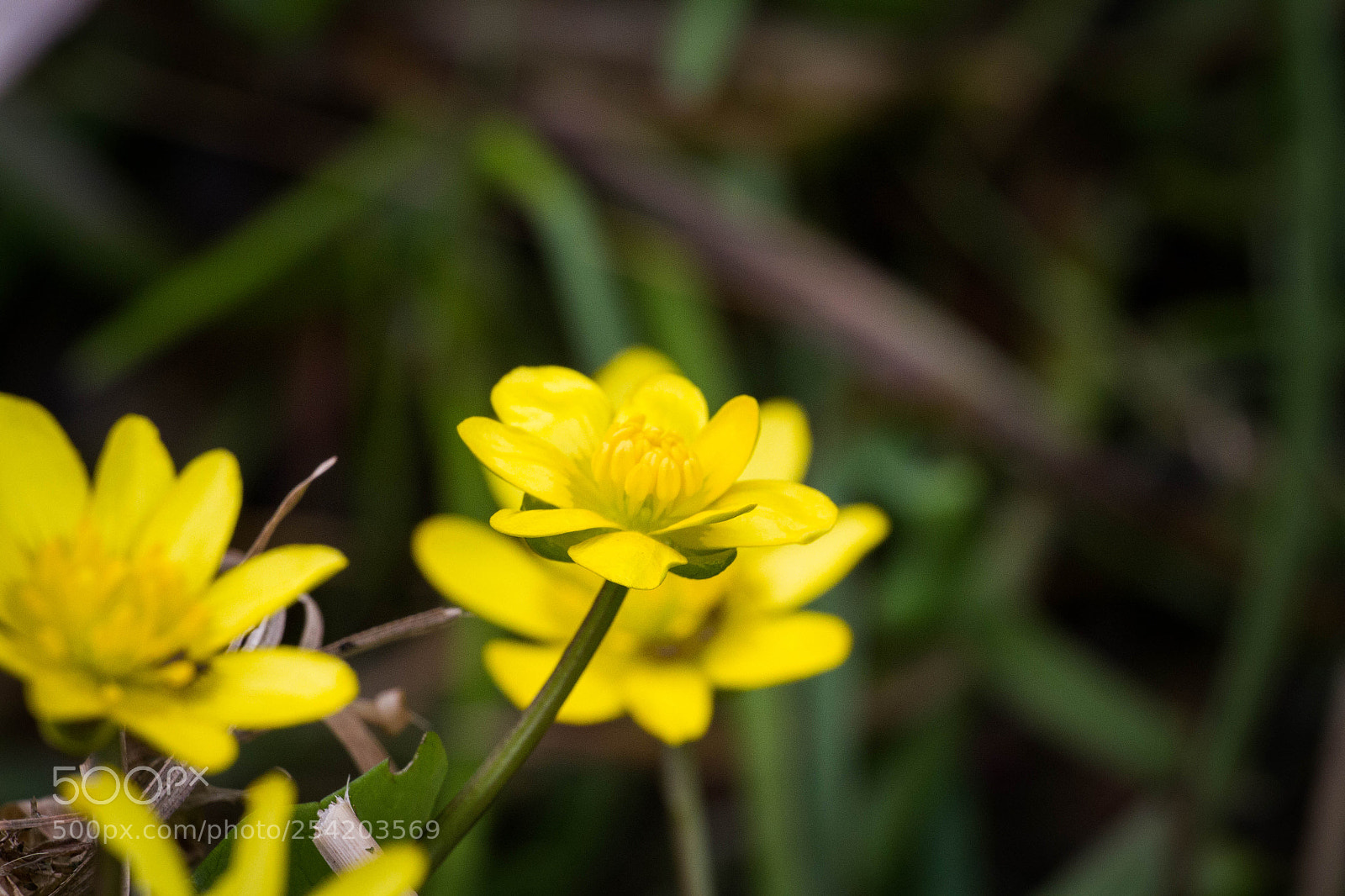 Canon EOS 7D sample photo. Yellow photography