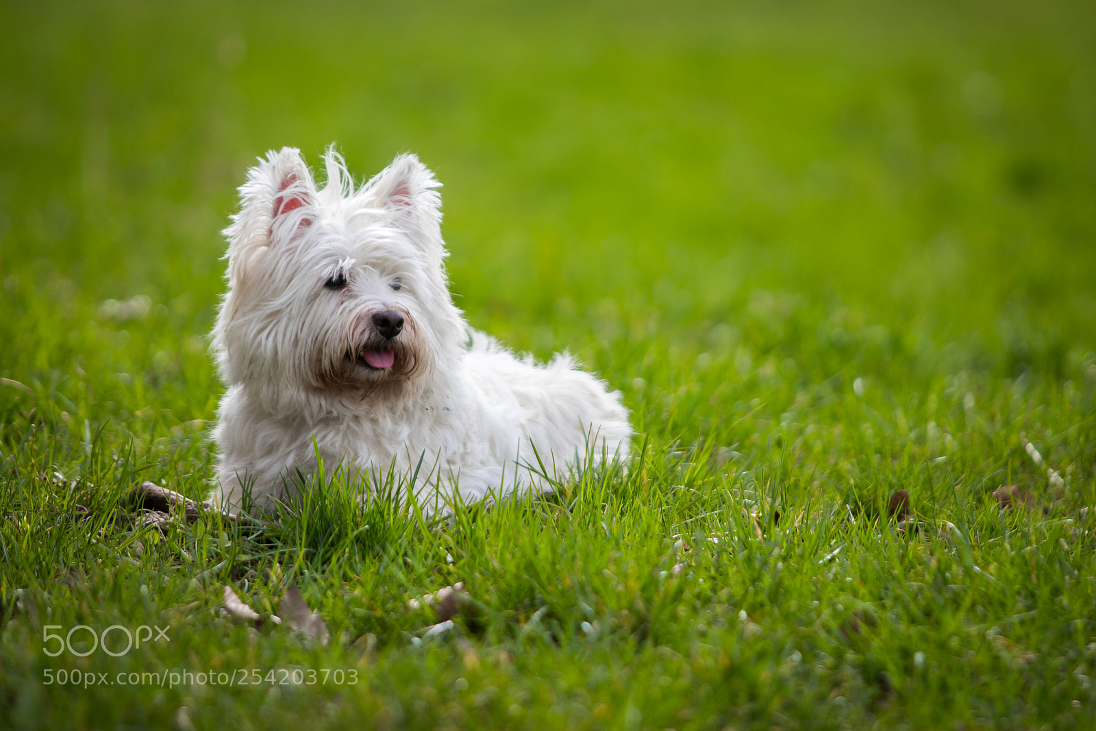 Canon EOS 5D Mark IV sample photo. My best model photography