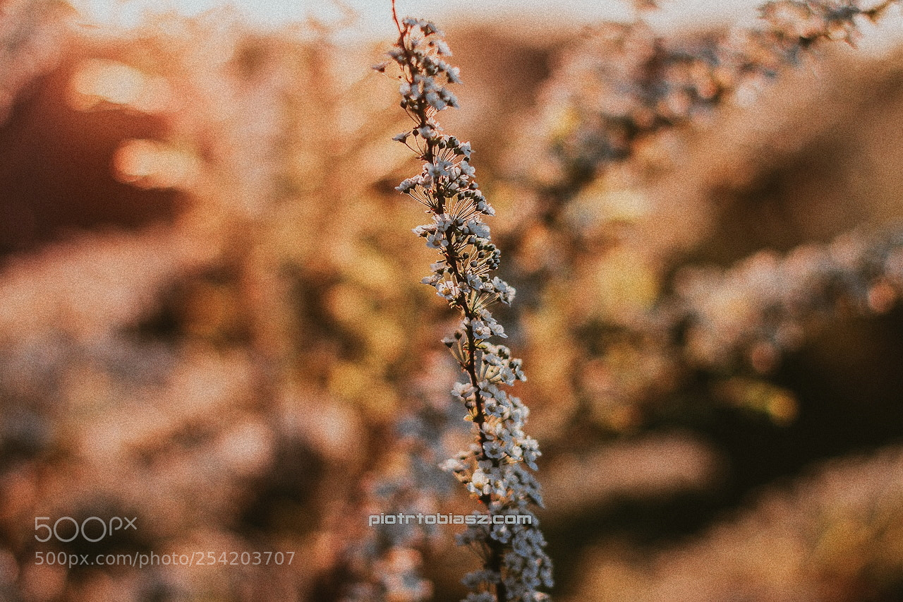 Canon EOS 7D sample photo. [...] photography
