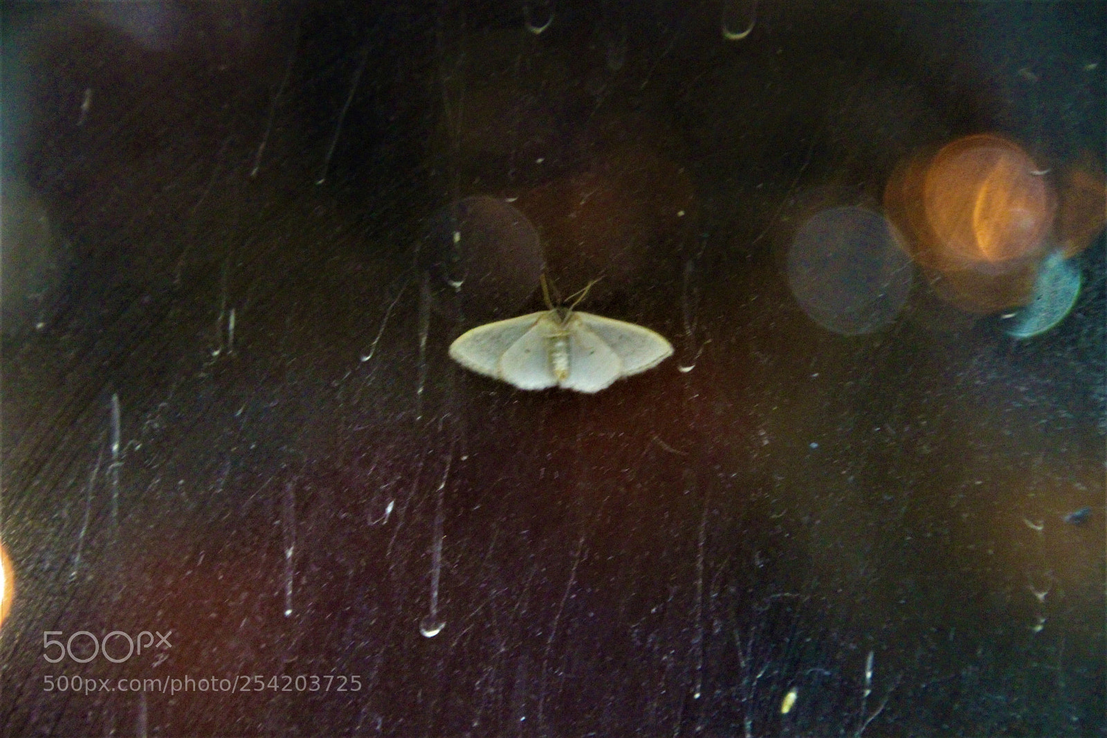 Canon EOS 700D (EOS Rebel T5i / EOS Kiss X7i) sample photo. Butterfly on the window photography