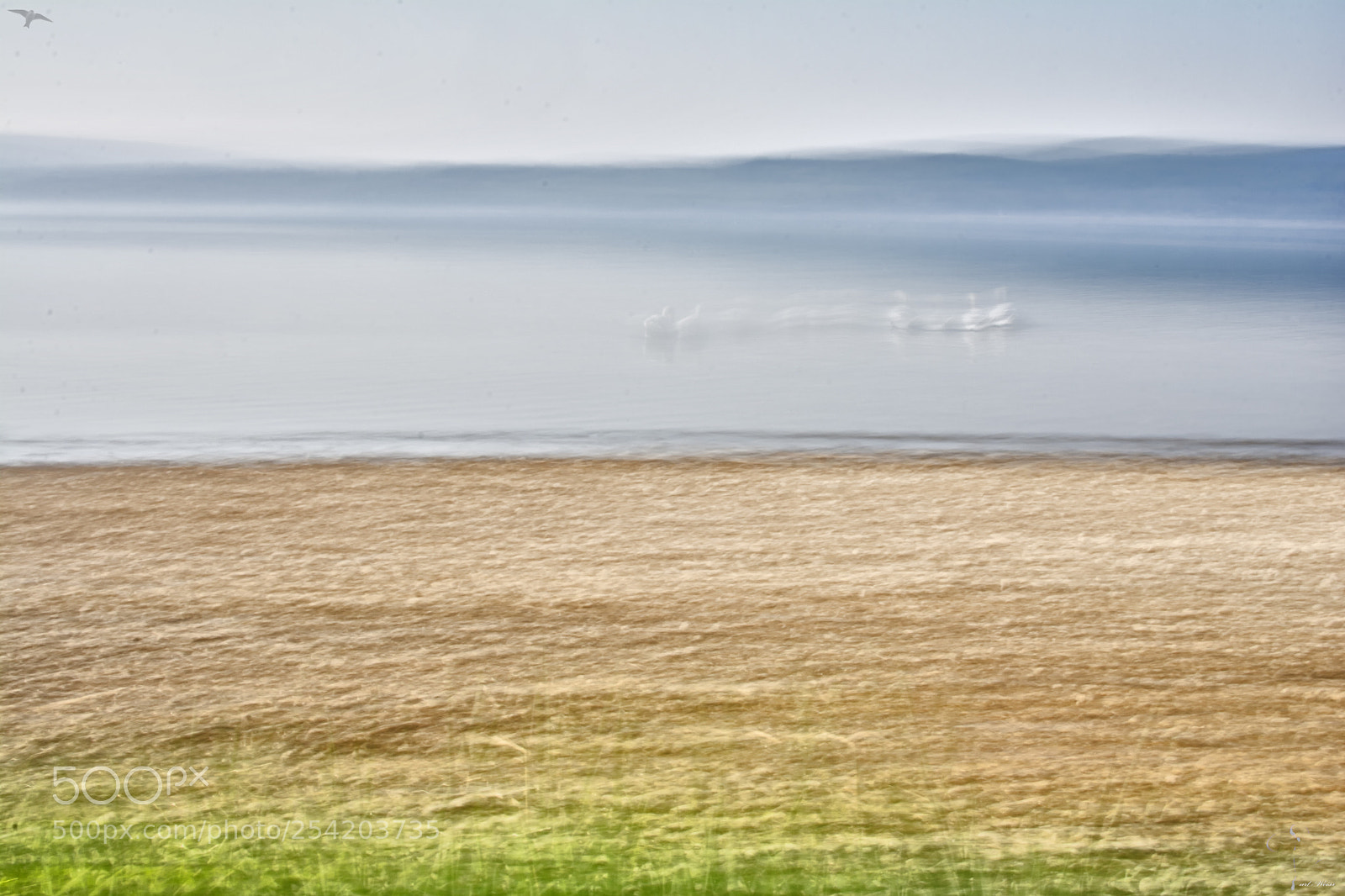 Nikon D7100 sample photo. Schwan auf dem bodensee photography