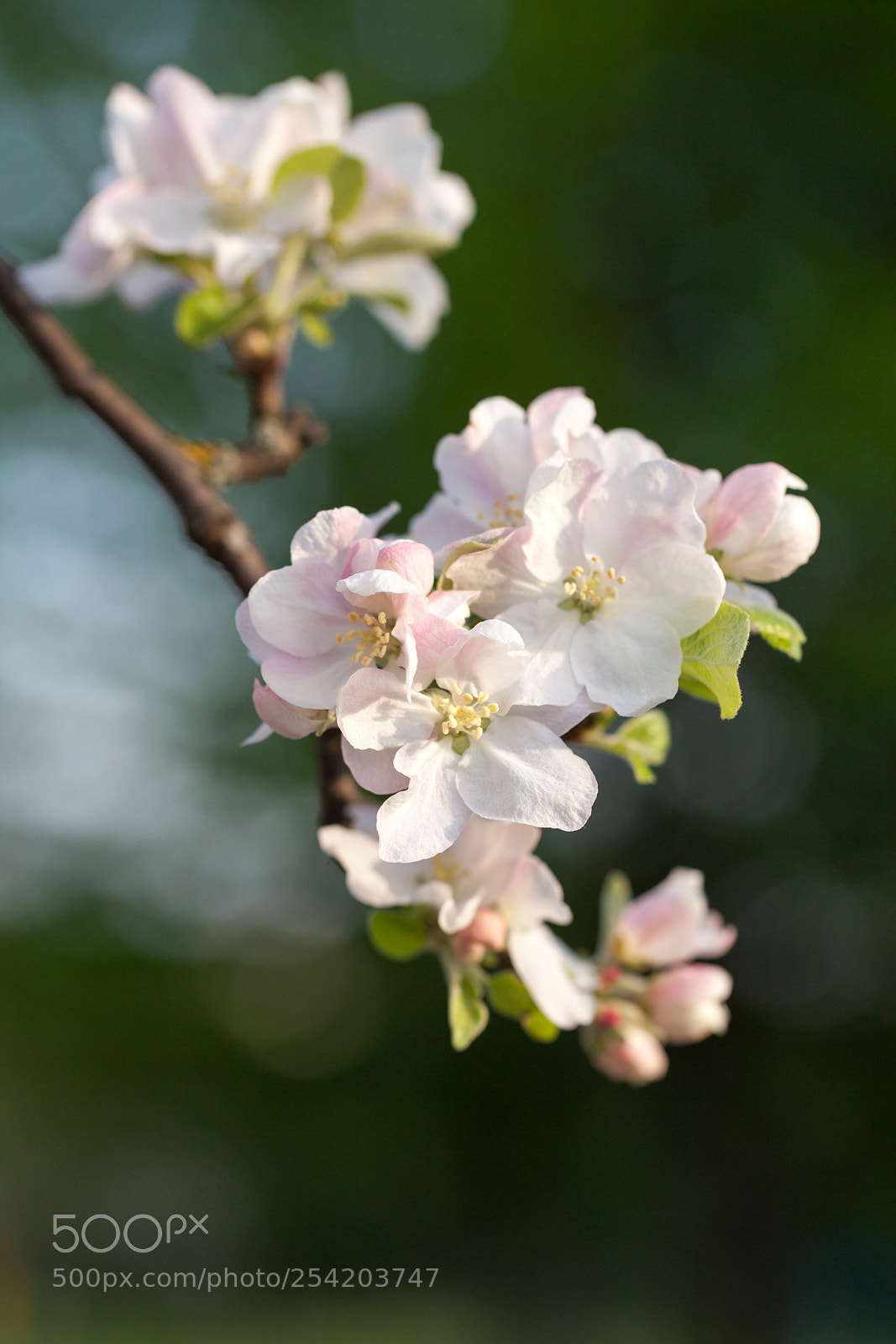 Canon EOS 5D Mark II sample photo. All the flowers photography