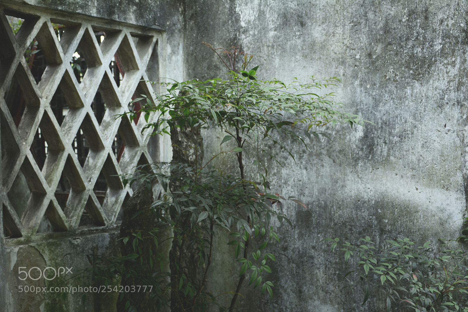 Nikon D7100 sample photo. Grow up photography