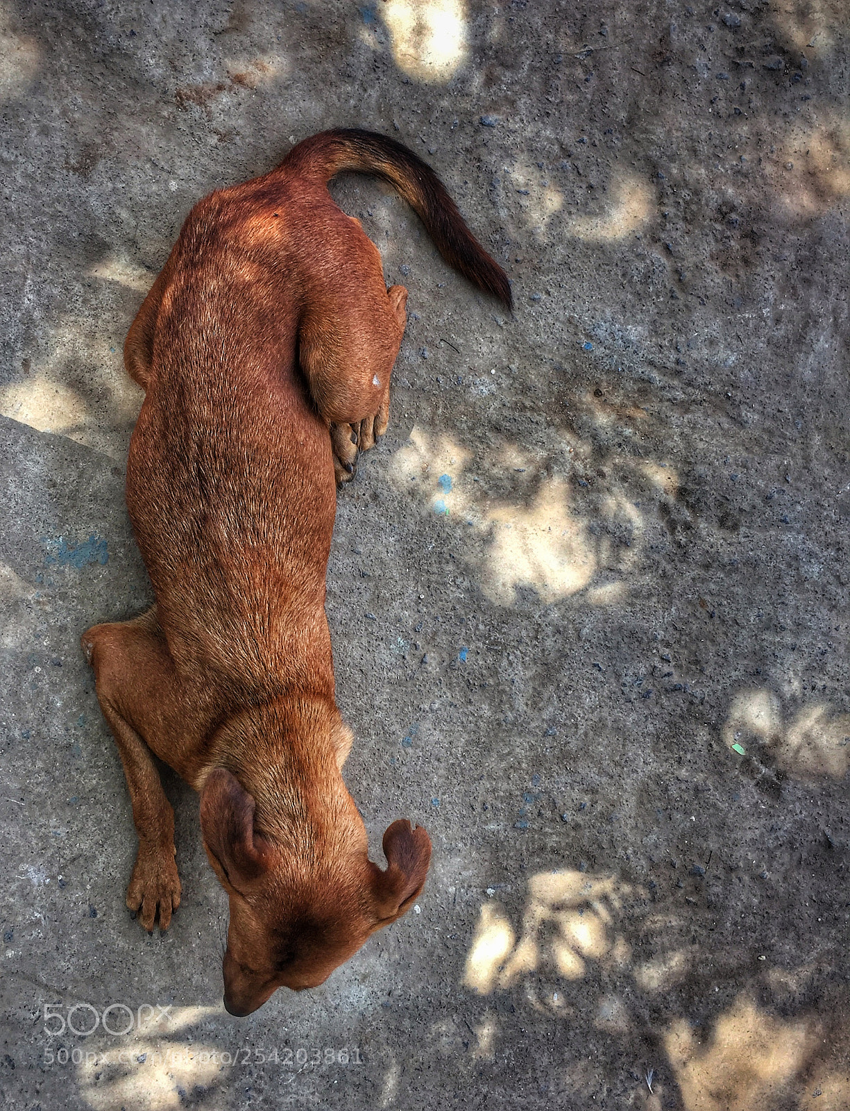 Apple iPhone 6 sample photo. A street dog photography