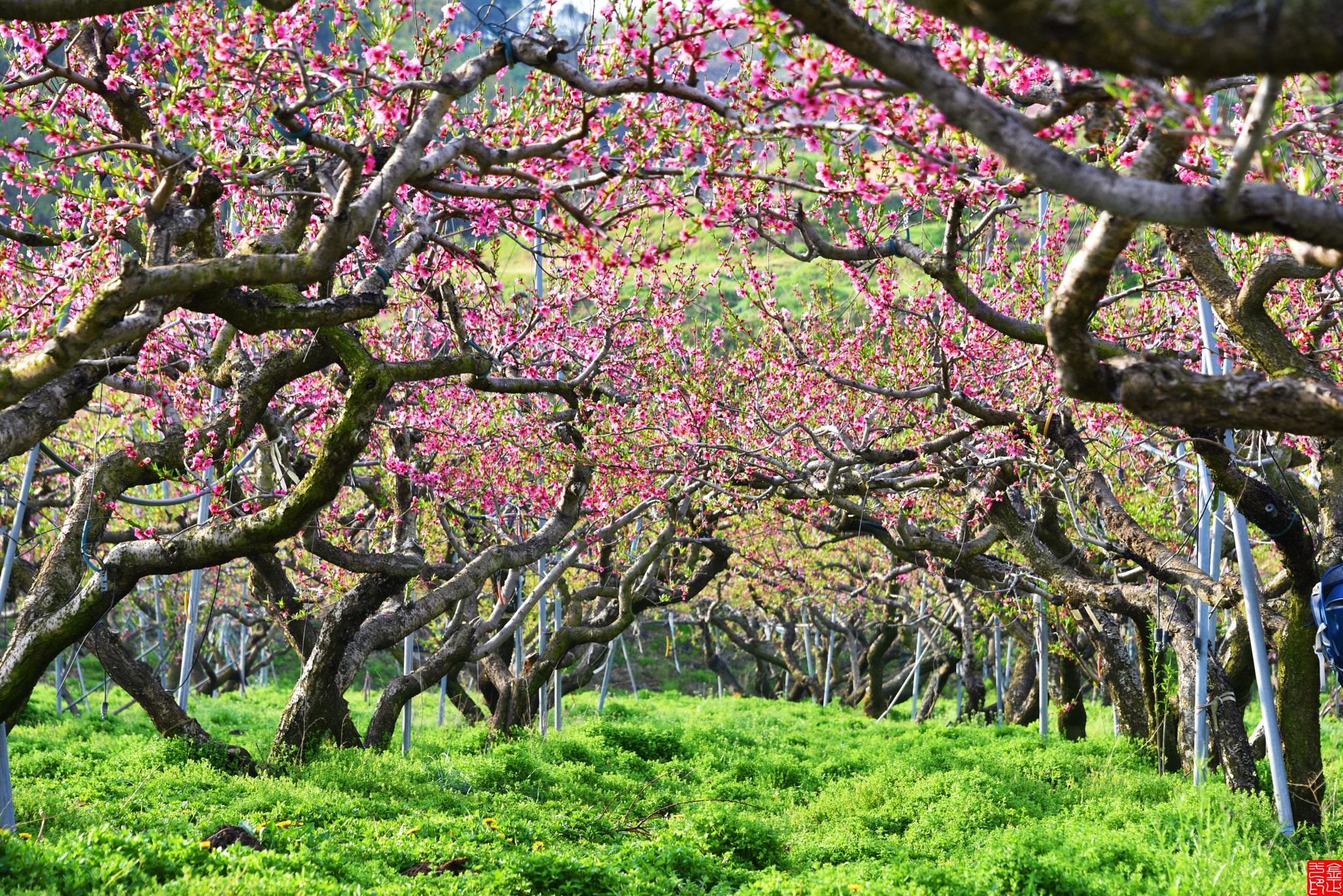 Nikon D810 sample photo. Peach flower photography