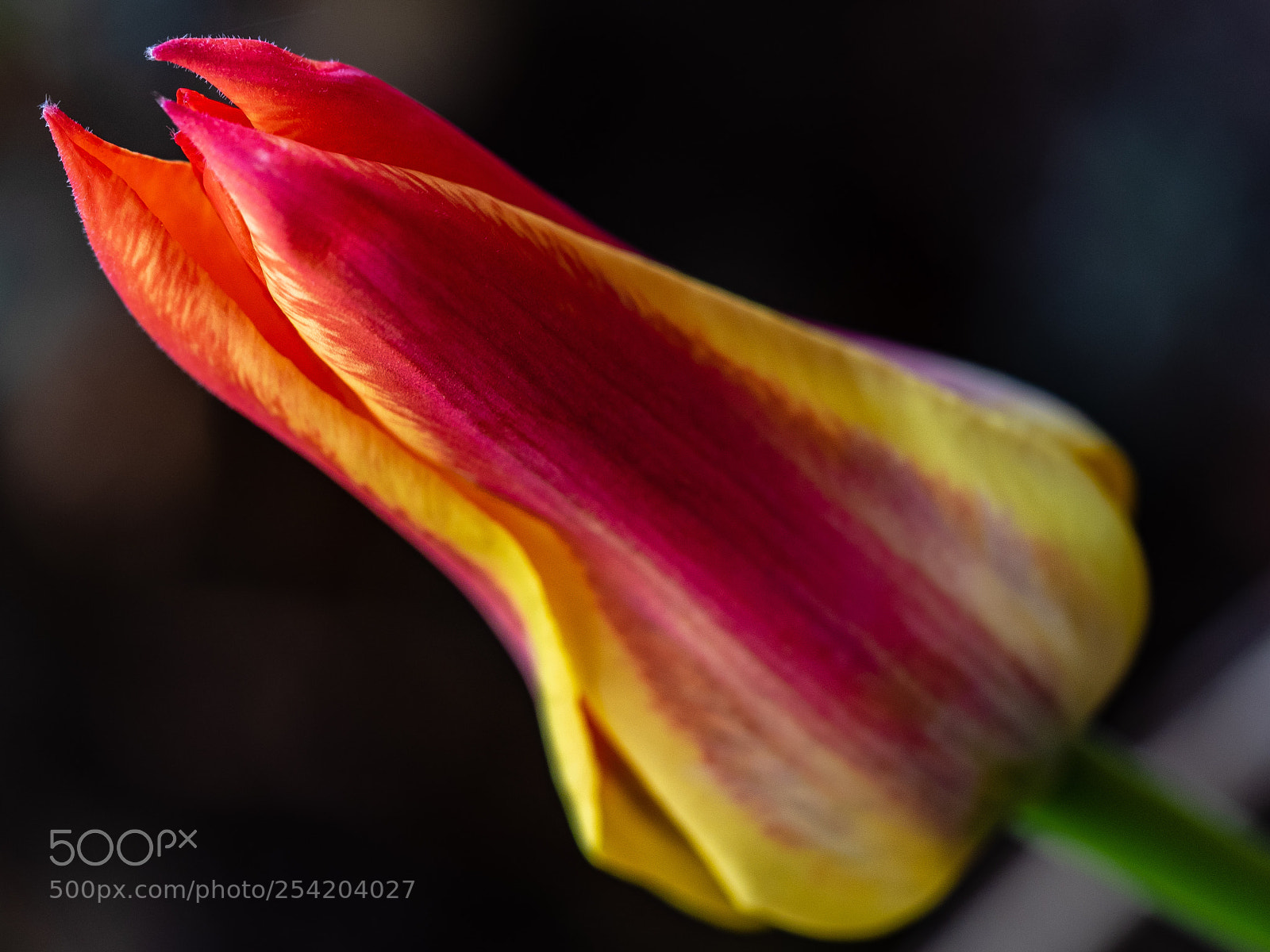 Olympus OM-D E-M1 sample photo. Fire tulip 1 photography