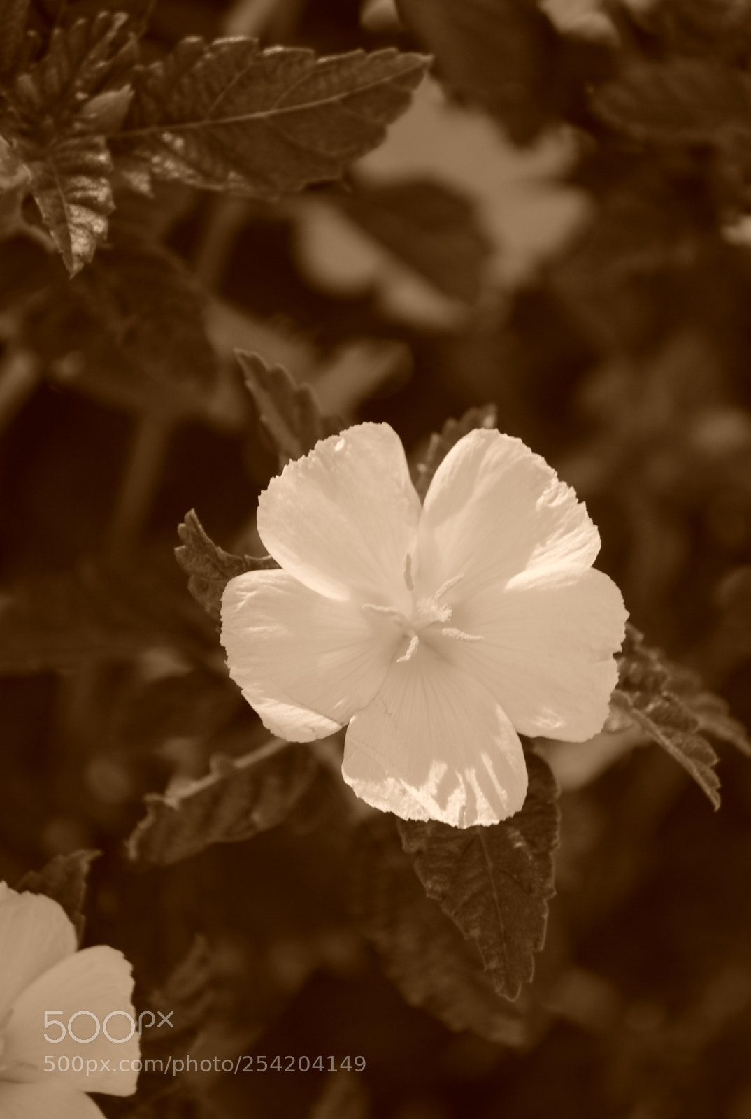 Nikon D3000 sample photo. Csc photography
