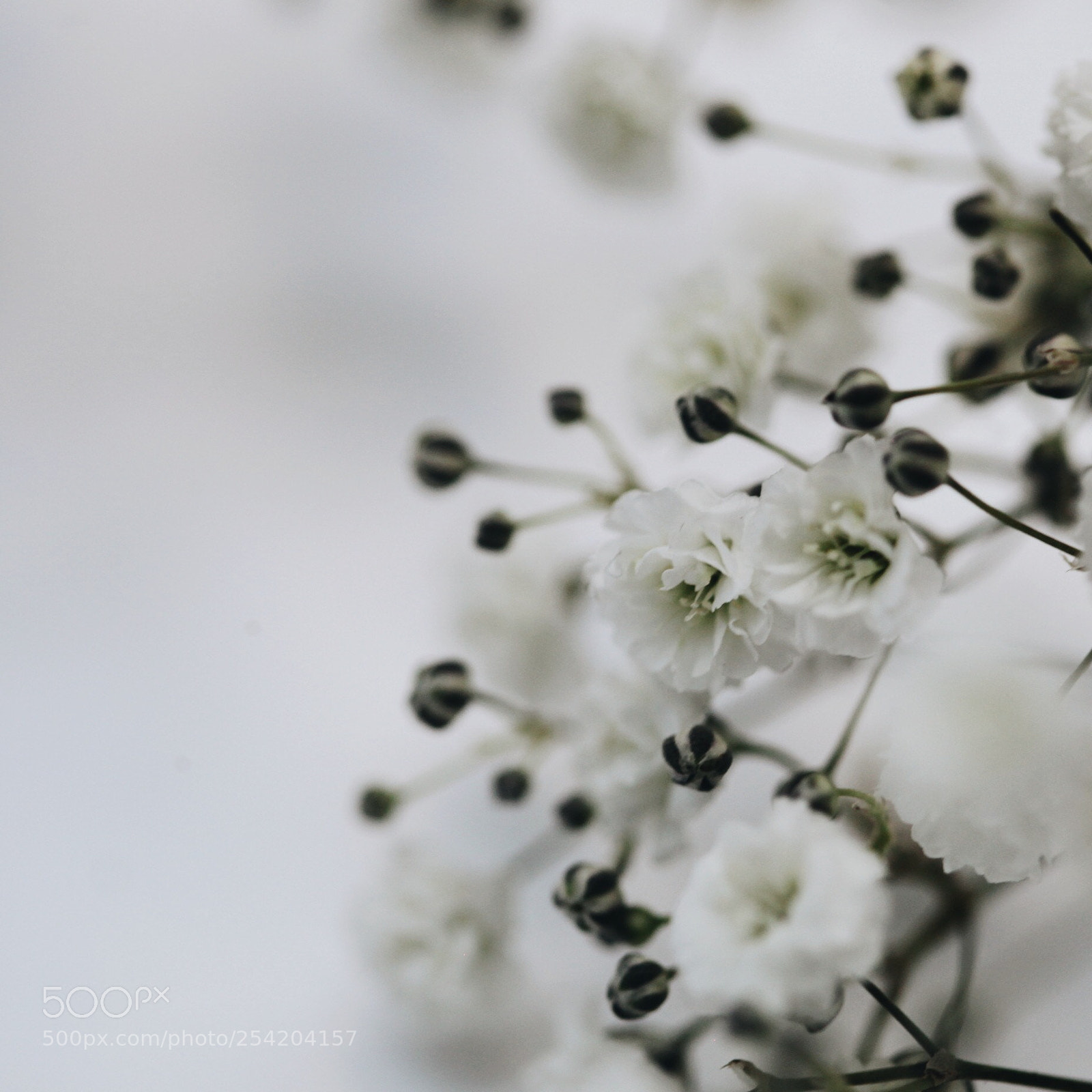 Canon EOS 5D Mark II sample photo. Little white flowers photography