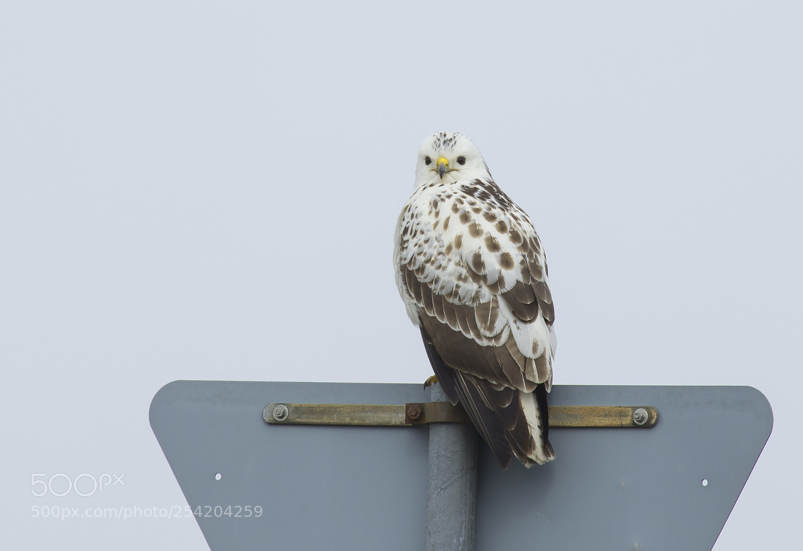 Canon EOS-1D X sample photo. Buzzard on sign photography