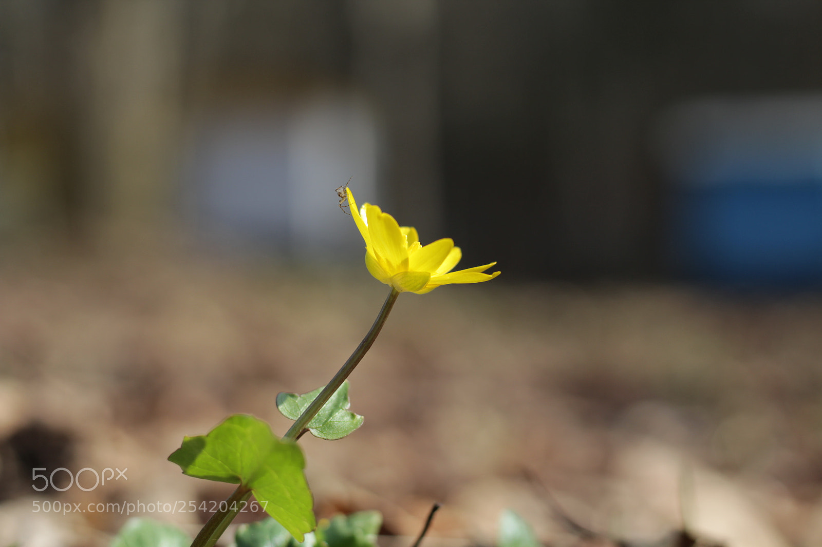 Canon EOS 1200D (EOS Rebel T5 / EOS Kiss X70 / EOS Hi) + Canon EF 50mm F1.8 STM sample photo. A blooming yellow flower photography