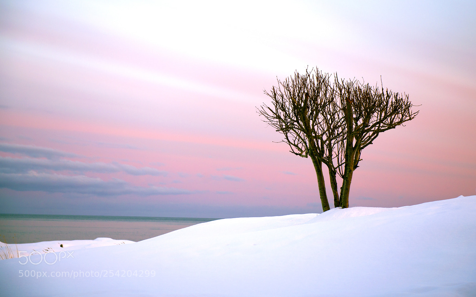 Nikon D610 sample photo. Primavera nordica photography