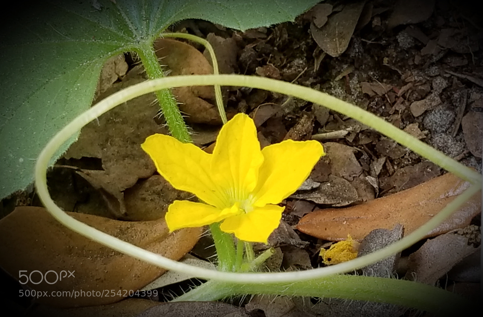 Samsung Galaxy S8 sample photo. Untitled photography