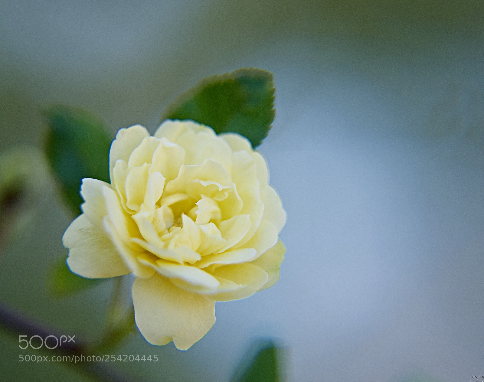 Nikon D3100 sample photo. Love... photography