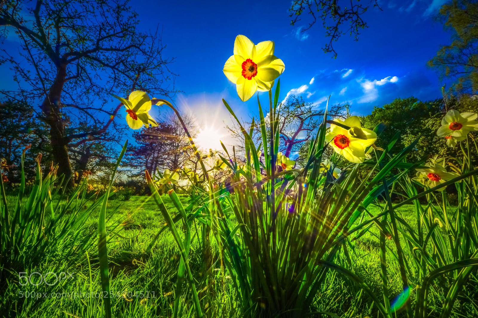 Sony SLT-A77 sample photo. Blooming daffodils (rheine / bentlage) photography