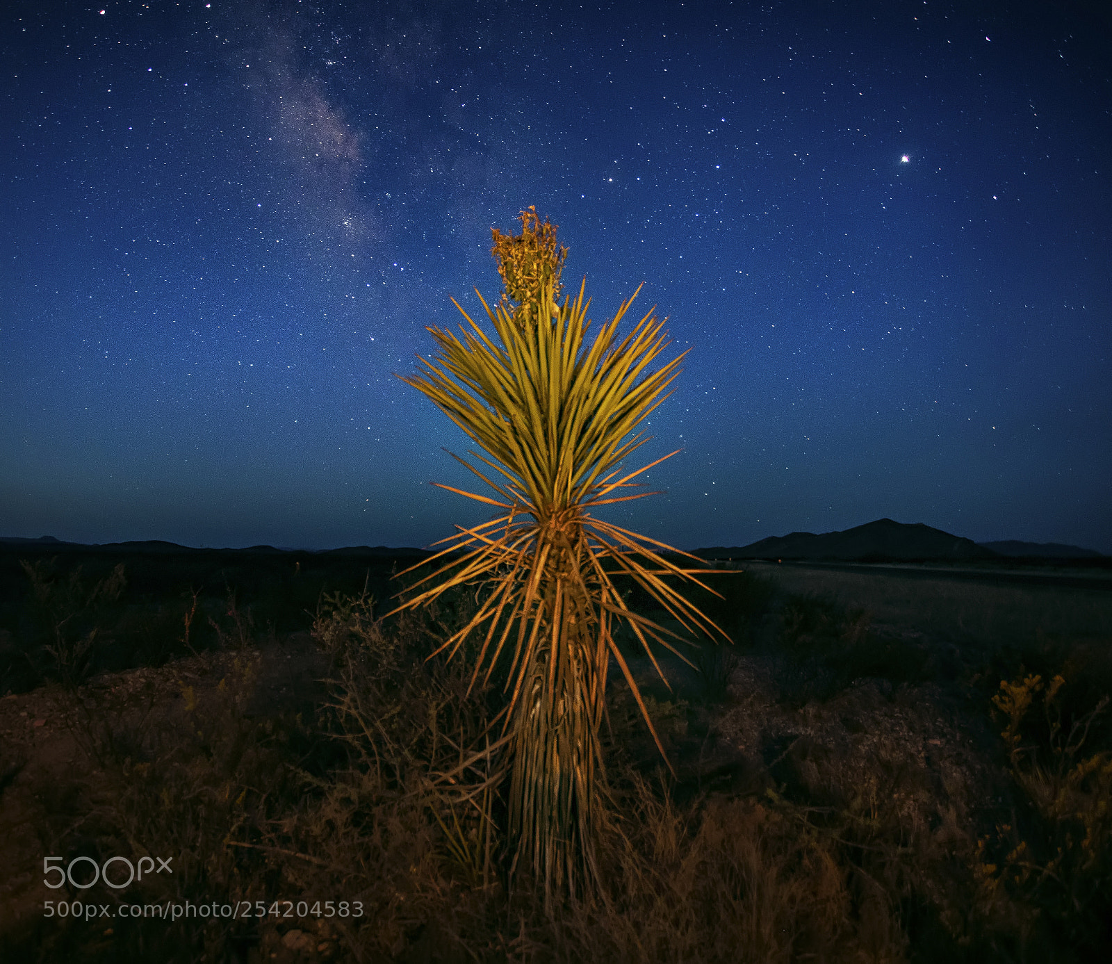 Canon EOS 5D Mark IV sample photo. Cactus at night photography